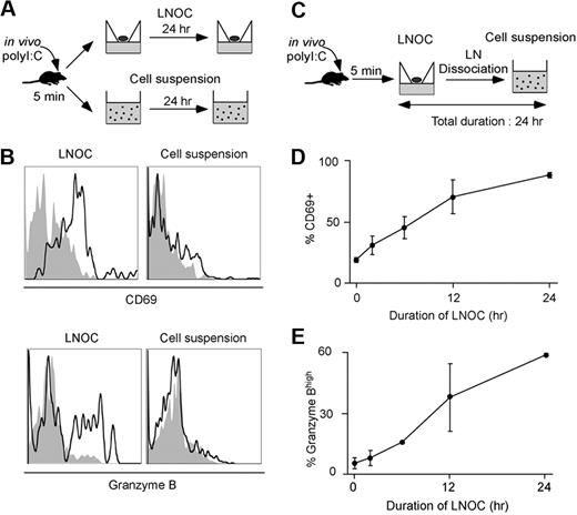 Figure 3. Delineating the timing of NK-cell signal collection for activation. (A) Set up. C57BL/6 mice were injected intravenously with PBS or 100 μg poly I:C. After 5 minutes, mice were killed, and LNs were immediately harvested. LNs were dissociated or cultured at the air–liquid interface as a LNOC for 24 hours. (B) NK-cell activation occurs in organ culture but not in cell suspension. NK cells were assessed for expression of CD69 and intracellular granzyme B. Histograms were gated on CD3−NK1.1+ cells and correspond to LNs obtained from mice treated with poly I:C (black line) or PBS (filled gray). (C) C57BL/6 mice were injected intravenously with PBS or 100 μg poly I:C. After 5 minutes, LNs were placed in organ culture for various periods of time and then dissociated and cultured as a cell suspension so that the total duration of the experiment remained fixed at 24 hours. Cells were analyzed for CD69 up-regulation and intracellular granzyme B content by flow cytometry. (D) CD69 up-regulation was graphed as a function of the duration of the LNOC (mean ± SEM). (E) The percentage of NK cells with high intracellular granzyme B content was graphed as a function of the duration of the LNOC (mean ± SEM). Representative of 3 independent experiments.