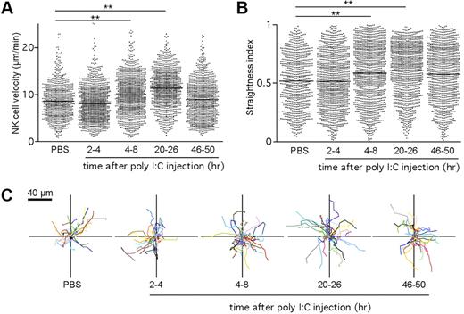 Figure 4. NK cells maintain a motile behavior during priming in the LN. Ncr1GFP/+ × CD11c-YFP mice were injected intravenously with poly I:C. At various time points, popliteal LNs were imaged by 2-photon microscopy. Mean velocities (A) and straightness indexes (B) were calculated for individual NK cells at various time points after poly I:C injection. Low straightness indexes indicate constrained trajectories. Mean values are shown as black bars. (C) Representative NK-cell trajectories corresponding to 5 minutes of imaging measured at the indicated time period after poly I:C injection. Results are from at least 5 representative videos obtained in 3 independent experiments. **P < .01 (Mann-Whitney test).