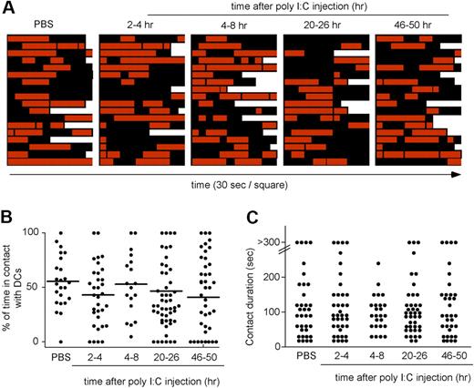 Figure 5. Transient interactions between NK cells and the DC network during the course of NK-cell priming. Ncr1GFP/+ × CD11c-YFP mice were injected intravenously with poly I:C. At various time points, popliteal LNs were imaged by 2-photon microscopy. Individual NK cells were analyzed over time for interactions with DCs. (A) Contact histories for individual NK cells. Red squares correspond to time points at which the analyzed NK cell contacted a DC. Black squares correspond to time point at which the NK cells showed no apparent interaction with the DC network. Each square corresponds to a 30-second interval. (B) The percentage of time spent by individual NK cells in contact with DCs is compiled at various time points after poly I:C injection. Mean values are shown as black bars. (C) The duration of individual NK cell–DC contacts is graphed for the various time points analyzed. Results are representative of 3 independent experiments.