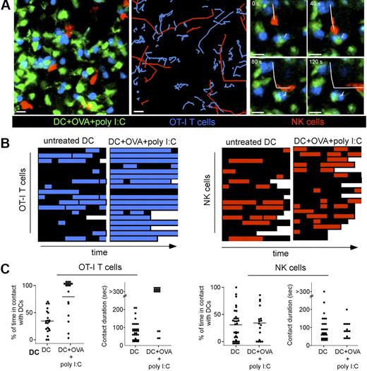 Figure 6. T cells and NK cells use different modes of interactions with stimulatory DCs. Ncr1GFP/+ mice were adoptively transferred with SNARF-labeled naive OT-I CD8 T cells. Unpulsed or peptide-pulsed DCs purified from CD11c-YFP mice were injected in the footpad of recipients in the presence or absence of poly I:C. Popliteal LNs were subjected to 2-photon imaging 20 hours after DC transfer. (A left) Representative image showing DCs (green), NK cells (red), and T cells (blue). NK cells and T cells trajectories in the presence of DCs pulsed with OVA peptide and poly I:C (middle). The figure shows that T cells but not NK cells are arrested, as reflected by their highly constrained trajectories. (Right) Image sequence showing the same peptide-pulsed DC forming a stable contact with 2 OT-I T cells and a transient interaction with an NK cell. Scale bar, 10 μm. (B) Individual OT-I T cells and NK cells were assessed for their interactions with peptide-pulsed DCs in the presence of poly I:C. The periods during which T cells and NK cells are in contact with a DC are colored in blue and red, respectively. Each square corresponds to a time interval of 30 seconds. (C) Graph shows the overall percentage of time spent by individual T cells (left) or NK cells (right) in contact with the indicated DC populations. Mean values are shown as black bars. The duration of individual contacts is also plotted for T cell–DC (left) and NK cell–DC interactions (right).