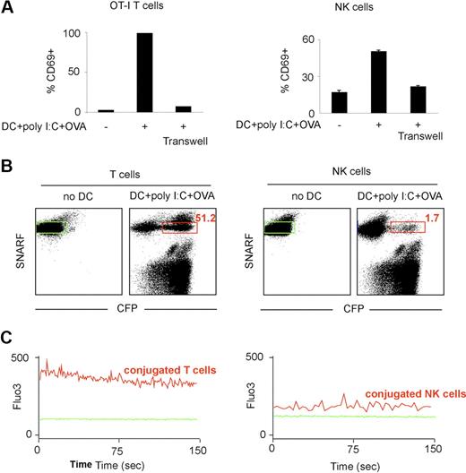 Figure 7. T cells but not NK cells exhibit strong calcium signals in the presence of stimulatory DCs. (A) OT-I T cells or NK cells were cultured alone or with OVA peptide-pulsed DCs purified from poly I:C-treated mice (together or separated by a transwell). After 24 hours, CD69 up-regulation was measured by flow cytometry. (B-C) DCs were purified from poly I:C-treated transgenic mice expressing CFP and pulsed with the OVA peptide. OT-I CD8 T cells or NK cells were loaded with the calcium indicator Fluo3 and the SNARF dye and were either left alone or were incubated with DCs for 1 hour at 37°C. (B) T cells but not NK cells from stable conjugates with stimulatory DCs in vitro. The percentage of T cells (left panel) or of NK cells (right panel) conjugated to a DC is shown in red. (C) Flow cytometry was also used to analyze calcium signals in T cells or NK cells that were conjugated with a DCs at the time of data acquisition (red gate in panel B). The same analysis was performed with T cells or NK cells cultured in the absence of DCs (green gate). Histograms show the Fluo3 fluorescence in T cells or NK cells cultured alone (plain green histograms) or when conjugated to a stimulatory DC.