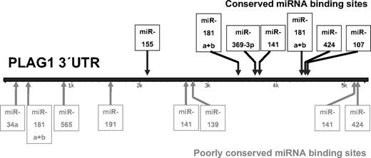Figure 3. Schematic representation of predicted miRNA-binding sites at the PLAG1 3′UTR. CLL-specific deregulated miRNAs were applied to TargetScan 4.1–based prediction of miRNA-binding sites for identification of putative targets genes. PLAG1 gene was identified to harbor multiple binding sites of CLL-specific deregulated miRNAs. Evolutionarily highly conserved (including chicken) miRNA-binding sites of 3′UTR are indicated in black; less conserved binding sites, in gray.