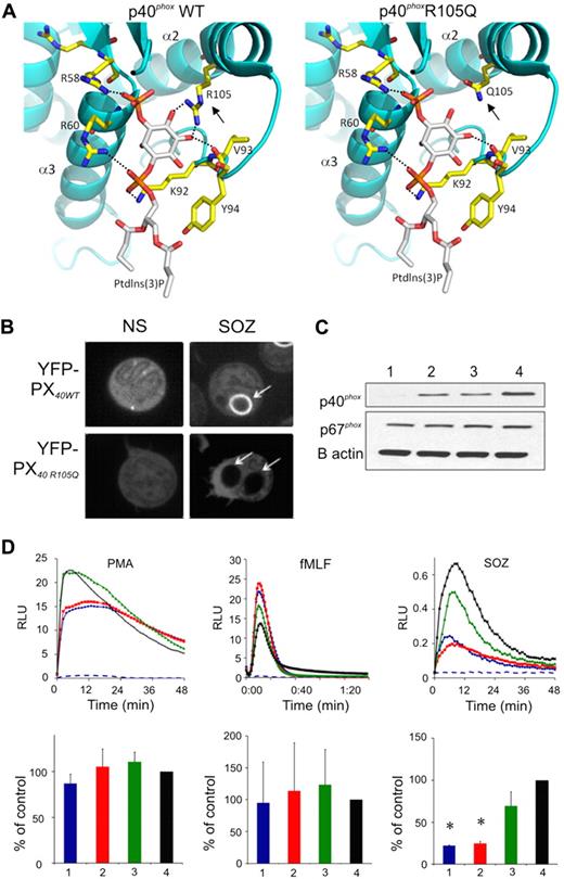 Figure 4. Modeling and function of the p40phoxR105Q mutant. (A) A model showing a close-up view of the Ptdlns(3)P binding cavity within the PX domain of wild-type p40phox, and the R105Q p40phox mutant (). The protein is shown in ribbon representation and colored in cyan. Residues that interact with Ptdlns(3)P are shown in capped-sticks rendering and color-coded based on atom types (C, N, O, and P in yellow, blue, red, and orange, respectively). Ptdlns(3)P is also color-coded based on atom types except that carbon is colored in white. Dashed lines show hydrogen bond interactions of R58, R60, V93, and R105 with Ptdlns(3)P. The interactions between amino acid 105 and Ptdlns(3)P are lost in the R105Q mutant (), as the distance between the Q105 amide oxygen and nitrogen atoms is greater than 5 Å, which precludes any hydrogen bonding. In addition, Q105 is neutral and therefore cannot compensate for the loss of the positive charge on R105, which contributes to stabilize interactions with Ptdlns(3)P. Images were created with program PyMOL (DeLano Scientific LLC). (B) Representative image collected during confocal videomicroscopy of nonstimulated (NS) PLB-985 granulocytes and during phagocytosis of SOZ, where cells are expressing the wild-type YFP-p40phox PX domain (YFP-PX40WT) or with R105Q mutation (YFP-PX40 R105Q), as indicated. Representative of cells filmed in 3 experiments. (C-D) Results using granulocyte-differentiated PLB-p40 KD cells (1 or blue), PLB-p40 KD cells expressing p40phoxR105Q (2 or red), PLB-p40 KD cells expressing wild-type p40phoxwt (3 or green), and wild-type PLB-985 cells (4 or black). (C) Immunoblots probed with antibodies directed at the indicated proteins. Representative of 3 experiments. (D) PLB-985 granulocyte NADPH oxidase activity in response to PMA (200 ng/mL), fMLF (10 μM), or SOZ (2 mg/mL) as indicated, as monitored by isoluminol for extracellular activity (PMA and fMLF) or luminol for intracellular activity (SOZ). RLU indicates relative light units. (Top row) Representative kinetic data; (bottom row) NADPH oxidase activity as the mean ± SD (n = 3) relative to control wild-type PLB-985 granulocytes. Dashed blue line shows signal from PMA- or fMLF-stimulated PLB-p40 KD cells in the presence of SOD, or in the absence of stimulus for the SOZ data. *P < .05, PLB-p40 KD cells expressing p40phoxR105Q versus PLB KD cells expressing wild-type p40phox.