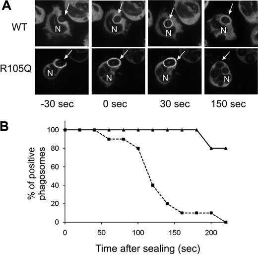 Figure 5. Translocation of YFP-p40phox or YFP-p40phoxR105Q during phagocytosis of SOZ. Confocal videomicroscopy was used to monitor phagosome translocation of YFP-p40phox and YFP-p40phoxR105Q expressed in PLB-p40 KD granulocytes. (A) Time-lapse images. Times shown are referenced to time of phagosome sealing. Arrow indicates a monitored SOZ phagosome; N, nucleus. (B) Phagosomes that showed accumulation of wild-type or mutant YFP-tagged p40phox during phagosome cup formation were monitored for continued presence of the YFP-tagged proteins for 220 seconds after sealing. Solid line indicates YFP-p40phoxWT; dashed line, YFP-p40phoxR105Q. Data for YFP-p40phoxR105Q and YFP-p40phoxWT were collected from 10 and 5 phagosomes, respectively, as filmed in 3 independent experiments.