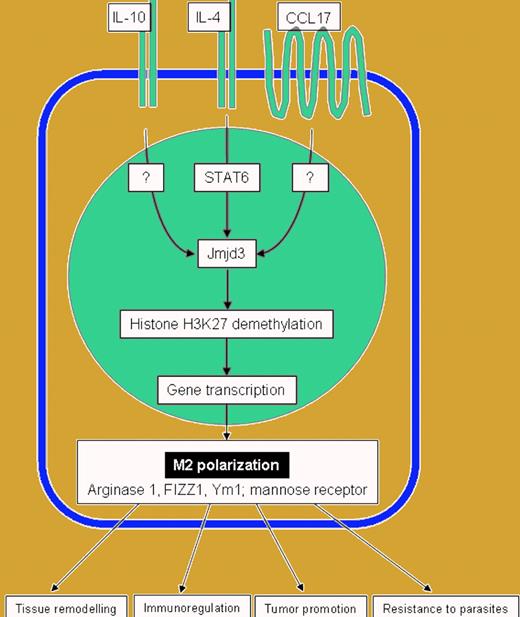 Schematic representation of the role of the histone demethylase Jumonji domain containing 3 (Jmjd3) proteins in macrophage alternative polarization.