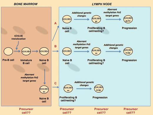 Schematic model of the possible patterns of evolution of FL. The cell of origin of FL and transformed DLBCL could be a cell that has already acquired the t(14;18) chromosomal aberration. After migrating from the bone marrow to the lymph node, this cell could acquire further genetic changes (gc) and subsequently the epigenetic aberrant methylation of the PcG genes (ec) before progressing to tumor (A). Alternatively, epigenetic changes of PcG target genes can occur in the BM (B) or in the lymph node (C) and subsequently evolve into FL or DLBCL after additional genomic events.