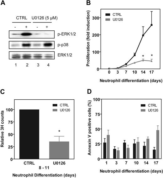 Figure 1. MEK-ERK activation is required for expansion of hematopoietic progenitor cells. (A) CD34+ cells were starved overnight in the absence of cytokines and in the presence of 0.5% FCS. Cells were left untreated (lanes 1-2) or treated with 5 μM U0126 (lanes 3-4) for 1 hour before stimulation with G-CSF (lanes 2,4) for 15 minutes. Protein lysates were prepared, and Western blot analysis was performed with an antibody against phosphorylated ERK1/2 and phosphorylated p38MAPK, and as a control for equal loading an antibody against total ERK1/2. (B-C) CD34+ cells were cultured for 17 days in the presence of G-CSF to induce neutrophil differentiation in the absence or presence of 5 μM U0126. Expansion was determined by (B) counting the trypan blue–negative cells or by (C) performing 3H-thymidine incorporation assays. Data were depicted as a ratio between control and cells treated with U0126. (D) During the 17-day culture period the percentage of apoptotic cells was determined by annexin V staining. Results are presented as means of 4 independent experiments. Error bars represent SEMs.