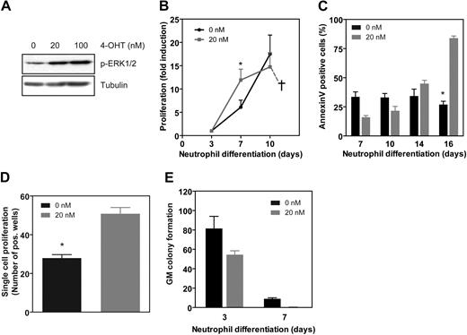 Figure 4. Conditional activation of MEK1 promotes expansion of myeloid progenitors. (A) Protein lysates were prepared from CD34+ cells transduced with MEK:ER* and treated with solvent, 20 or 100 nM of 4-OHT for 30 minutes. Western blot analysis was performed with an antibody against phosphorylated ERK1/2 or tubulin as a control for equal loading. Similar results were obtained in 4 independent experiments. (B) CD34+ cells were transduced with MEK1:ER*, sorted by FACS from the nontransduced cells, and differentiated to neutrophils in the presence or absence of 20 nM 4-OHT. Expansion was determined by counting the trypan blue–negative cells. (C) CD34+ cells were transduced with MEK1:ER*, sorted by FACS from the nontransduced cells, and differentiated to neutrophils in the presence or absence of 20 nM 4-OHT. During the 17-day culture period the percentage of apoptotic cells was determined by annexin V staining. (D) CD34+ cells, transduced with MEK:ER and sorted by FACS, were seeded in 60-well plates at a density of 1 cell per well in normal culture medium containing G-CSF in the presence or absence of 20 nM 4-OHT. After 12 days, wells with colonies were scored. (E) CD34+ progenitor cells transduced with MEK1:ER* were differentiated toward neutrophils in the presence or absence of 4-OHT. After either 3 and 7 days of culture, cells were plated in CFU assays in the absence of 4-OHT, and colony formation was analyzed after 12 days of culture. Results are presented as means of 4 independent experiments. Error bars represent SEMs.