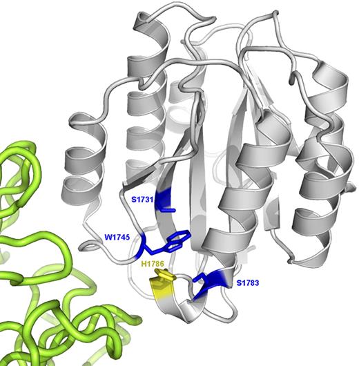 Figure 2. Ribbon diagram of the VWF A3 domain (gray) complexed with the RU5 antibody (green) that inhibits collagen binding (PDB Id: 1FE8). The putative collagen-binding surface is toward the lower left of the A3 domain in this view. The 3 naturally mutated residues are shown as blue sticks. H1786 is shown as a yellow stick.