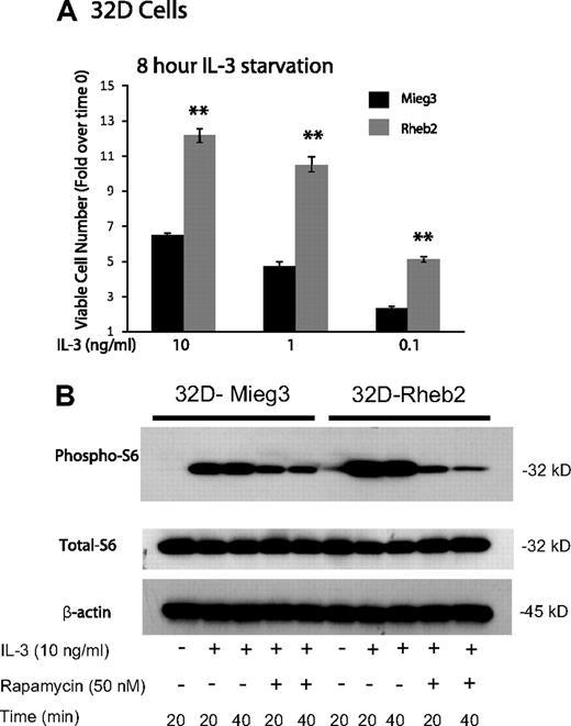 Figure 1. Rheb2 overexpression enhanced IL-3 proliferation and mTOR signaling in a mouse hematopoietic progenitor cell line. (A) Proliferation of transduced 32D cells in response to delayed IL-3 addition (combined data from 2 independent experiments each done in triplicate; mean ± SEM). **P < .01. (B) Western blot of 32D cell lysates after delayed addition of IL-3 ± rapamycin. Total S6 protein and β-actin are shown as loading controls. Western blot is representative of 2 independent experiments.
