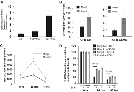 Figure 2. Rheb2 overexpression enhanced primary mouse hematopoietic progenitor colony formation and survival. (A) Real-time PCR expression of Rheb2 in FACS-sorted subsets of primary mBM cells, 2 or 3 replicates per cell type. (B) Numbers of CFU-GM and CFU-GEMM colonies produced by Mieg3- and Rheb2-transduced mBM cells (3 combined independent experiments, each done in triplicate; mean ± SEM). *P < .05. (C) Numbers of CFU-GM colonies produced in duplicate expanded liquid cultures (mean ± SD). *P < .05. (D) Survival of Mieg3- and Rheb2-transduced mBM cells in delayed growth factor colony assays, representative of 2 experiments each done in triplicate (mean ± SD).