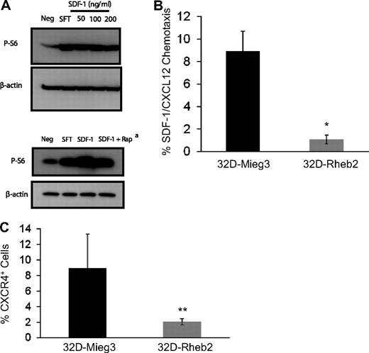 Figure 3. Overexpression of Rheb2 impairs SDF-1/CXCL12 chemotaxis and CXCR4 expression in 32D cells. (A) Activation of mTOR signaling in response to SDF-1/CXCL12 stimulation in mBM cells, representative of 2 independent experiments. (Bottom panel) Effect of rapamycin at reversing phosphorylation of S6, 100 ng/mL SDF-1/CXCL12 used in this experiment. (B) Transwell chemotaxis of transduced 32D cells to 100 ng/mL SDF-1/CXCL12, combined triplicates from 2 independent experiments. (C) 32D cells, FACS stained for CXCR4 surface expression, combined 2 independent experiments. *P < .02. **P = .05.