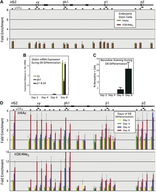 Figure 2. Histone modifications across the β-globin locus during ES cell differentiation. The murine β-globin locus and locations of amplimers used for quantitative PCR are shown at the top, as in Figure 1. (A) Enrichments for H4Ac and H3K4 dimethyl within the β-globin locus in undifferentiated ES cells. (B) Globin mRNA expression during days 2 to 8 of EB differentiation, normalized to 18s mRNA. (C) Benzidine staining during days 2 to 8 of EB differentiation. (D) Enrichments for H4Ac (top) and H3K4 dimethyl (bottom) in EBs differentiated for 2, 4, 6, and 8 days.