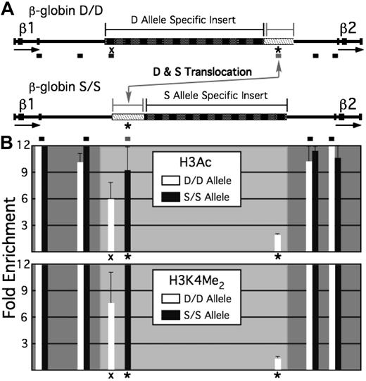 Figure 6. Histone modification state of a unique sequence with a different positioning within 2 alleles of the β-globin locus. (A) Schematic of the region of the β-globin locus between the β1- and β2-globin genes for the D and S alleles. The block of unique sequence that occupies different relative positions within each allele is indicated by the thicker bar with a light fill, whereas the large insertions of repetitive DNA specific for each allele are indicated by thicker bars with dark fill. Positions of PCR amplimers used in analysis of ChIP assays are shown by the short bars beneath the representation of each allele. * represents the amplimer located within the unique sequence; “X,” an amplimer within a unique region that is found in the D but not the S allele. (B) Bar graphs showing enrichment levels for H3Ac (top) and H3K4 dimethyl (bottom), relative to inactive gene loci. Bars within the dark-shaded regions represent portions of the locus that are common to both the D and S alleles; lightly shaded regions, portions of the locus unique to the D or S alleles. * represents enrichments observed for the translocated unique sequence common to D and S; “X,” enrichment observed for the sequence unique to D.