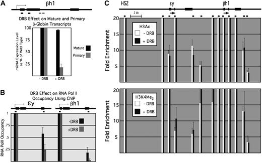 Figure 7. Domain formation after inhibition of RNA Pol II elongation by DRB. (A) DRB effect on mature and primary mRNA transcripts of the embryonic βh1 globin gene. (B) ChIP results for RNA Pol II at the promoters and the 3′ region of ϵy and βh1 in untreated (■) and DRB-treated () samples. (C) H3Ac (top) and H3K4 dimethyl (bottom) ChIP results for E12.5 peripheral blood across the region harboring the embryonic β-globin genes in untreated (□) and DRB-treated (■) cells.