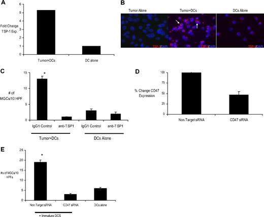 Figure 4. Mechanism of myeloma-mediated cell fusion of DCs to OCLs. (A) Myeloma cells (U266) and DCs were cocultured overnight at a tumor/DC ratio of 1:2. After 24 hours, CD11c+ DCs were sorted by flow cytometry to > 99% purity. The expression of TSP-1 mRNA was analyzed by real-time RT-PCR (TaqMan) and normalized to the expression of the housekeeping gene glyceraldehyde-3-phosphate dehydrogenase. (B) Immunofluorescence analysis of TSP-1 in DCs cultured overnight either alone or with tumor cells at a tumor/DC ratio of 1:2. Tumor cells alone were used as control. Acetone-fixed cells on poly-l-lysine–coated slides were stained with anti–TSP-1 mab followed by Alexa Flour 568 as a secondary antibody. DAPI was used as a nuclear stain. Note intense staining of TSP-1 in DCs that had been cocultured with tumor cells (arrows). Original magnification, ×10. (C) Myeloma cells (U266) and immature DCs were cultured in methylcellulose cultures with and without TSP-1 antibody (to block TSP-1 and CD47/integrin-associated protein interaction) for 2 weeks. MGCs were counted as described previously. *P < .05. (D) Tumor cells (U266) were electroporated with 20 μg of CD47 siRNA (CD47) or nontargeting siRNA (control). The tumor cells were harvested at 48 hours after electroporation and were phenotypically characterized for CD138 (FITC) and CD47 (phycoerythrin) by flow cytometry. Shown is percent reduction in mean fluorescence intensity of CD47 expression on tumor cells electroporated with CD47 siRNA compared with nontargeting siRNA 48 hours after electroporation. (E) Myeloma cells (U266) electroporated with either CD47 siRNA or nontargeting control siRNA were cocultured with monocyte-derived DCs at a tumor/DC ratio of 1:100 in clonogenic assays. After an incubation of 2 weeks, cells were harvested onto poly-l-lysine–coated slides and were stained for enumeration of MGCs as described previously. *P < .05.