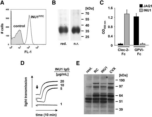 Figure 1. INU1 recognizes murine CLEC-2. (A) Flow cytometric detection of CLEC-2 on mouse platelets. Platelets were incubated with INU1-FITC (solid line) or an irrelevant rat IgG-FITC (shaded area) at saturating concentrations for 15 minutes at room temperature and analyzed directly. (B) Immunoprecipitation of CLEC-2 from surface-biotinylated mouse platelets. NP-40 lysates were incubated with 10 μg/mL INU1, followed by protein G–Sepharose. Proteins were separated on a 12% SDS-PAGE gel under reducing (red.) or nonreducing (n.r.) conditions, transferred onto a polyvinylidene difluoride membrane, and detected by streptavidin-HRP and ECL. (C) Binding of INU1 to mCLEC-2-Fc or mGPVI-Fc was tested by ELISA. The anti–mouse GPVI antibody, JAQ1, was used as a control (n = 3). Results are expressed as mean OD450 nm ± SD. (D) Washed platelets from control mice were incubated with the indicated concentrations of INU1, and light transmission was recorded on a Fibrintimer 4-channel aggregometer. The results are representative of 4 individual experiments. (E) Washed platelets were stimulated with vehicle (rest.), 0.24 μg/mL rhodocytin (RC), 20 μg/mL INU1, or 1 μg/mL convulxin (CVX), lysed after 90 seconds, and probed with the phosphotyrosine-specific antibody 4G10 and ECL.