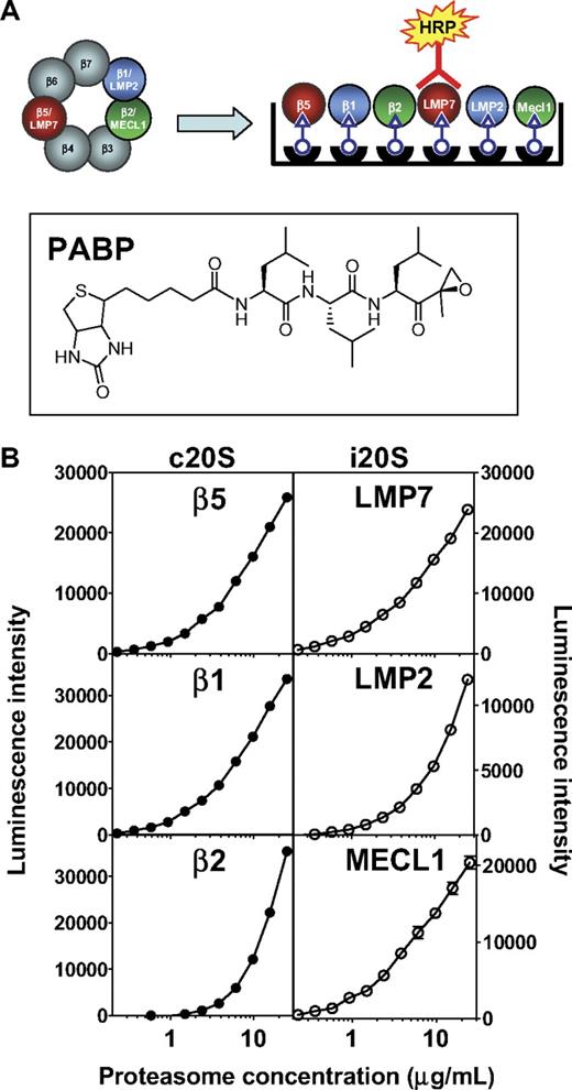 Figure 1. ProCISE assay schematic and 20S standard curves. (A) Schematic representation of an artificial hybrid constitutive proteasome and immunoproteasome followed by chemiluminescence detection of LMP7 by the ProCISE. The chemical structure of the proteasome active site probe, PABP, is shown. (B) c20S (●) and i20S (○) standard curves (0.23-25 μg/mL) were prepared by probing with anti-20S subunit primary antibodies followed by HRP-coupled secondary antibodies and by chemiluminescence detection. The c20S standard curve is used to quantitate the β5, β1, and β2 subunits, whereas the i20S standard curve is used to quantitate the LMP7, LMP2, and MECL1 subunits. Each panel shows the relationship between luminescence intensity and c20S or i20S concentration for each individual 20S subunit.