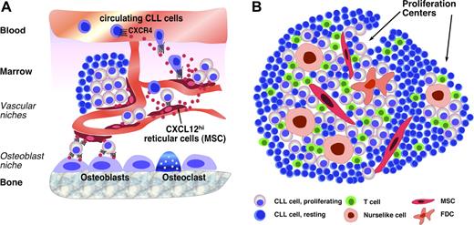 Figure 1. Cellular interactions. (A) Marrow and (B) lymphatic tissue microenvironments in mature B-cell tumors. (A) MSCs (arrow), also called reticular cells, are scattered throughout the marrow cavity and constitutively secrete high levels of the chemokine CXCL12 (SDF-1). MSCs colocalize with the vasculature, forming so-called “vascular niches.” CXCL12 secretion by MSC induces CXCL12 gradients that can attract circulating neoplastic B cells via CXCR4 receptors expressed on CLLs, MM, and other malignant B cells. Circulating lymphoma cells may become attracted by CXCL12 gradients to home to the marrow where contact with MSCs provides them with growth and survival signals. Mesenchymal-derived osteoblasts are specialized fibroblasts critical for bone formation and able to secrete CXCL12. Therefore, interaction with osteoblasts is an alternative, additional niche where lymphoma cells can home. These cellular interactions also confer drug resistance to leukemia/lymphoma cells and may therefore account for MRD. (B) In secondary lymphoid tissues, CLL cells and other lymphoma cells can interact with a variety of accessory cells, such as MSCs, monocyte-derived NLCs, which are similar to LAMs, and T cells. The presence of FDCs in lymphoid tissues in CLL is controversial. Formation of proliferation centers is a hallmark of CLL histopathology. Interactions between CLL and accessory cells within proliferation centers are critical for providing growth and survival signals to CLL B cells, inducing their proliferation and resembling interactions between normal, antigen-stimulated B cells and accessory cells (antigen-presenting cells, T cells) during GC reaction. CLL cells outside the proliferation centers are resting and considered the nonproliferative compartment.