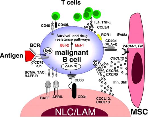 Figure 2. Molecular crosstalk between malignant B cells, exemplified for CLL B cells, and the microenvironment. This figure displays the molecules involved in crosstalk between CLL cells and accessory cells in the marrow and/or lymphoid tissue microenvironments. Contact between CLL cells (and various other mature B-cell lymphomas, as detailed in the text) and NLCs/LAMs or MSCs is established and maintained by chemokine receptors and adhesion molecules. NLCs express the chemokines CXCL12 and CXCL13, whereas MSCs predominantly express CXCL12. NLCs and MSCs attract CLL cells via the G protein–coupled chemokine receptors CXCR4 and CXCR5, which are expressed at high levels on CLL cells. Integrins, particularly VLA-4 integrins (CD49d), expressed on the surface of CLL cells cooperate with chemokine receptors in establishing cell-cell adhesion through respective ligands on the stromal cells (VCAM-1 and fibronectin/FN). NLCs also express the TNF family members BAFF and a proliferation-inducing ligand, providing survival signals to CLL cells via corresponding receptors (BCMA, TACI, BAFF-R). CD38 expression allows CLL cells to interact with CD31, the ligand for CD38, expressed by stromal and NLCs. Ligation of CD38 activates ZAP-70 and downstream survival pathways. Self and/or environmental antigens (Ag) are considered a key factor in stimulation and expansion of the CLL clone. The nature and source of Ag and its mode of presentation in CLLs are unknown and currently the focus of intensive research. Stimulation of the BCR complex (BCR and CD79a,b) induces downstream signaling by recruitment and activation of Syk and ZAP-70. BCR stimulation and coculture with NLCs also induce CLL cells to secrete high levels of the chemokines CCL3 and CCL4, which are potent T cell–attracting chemokines. Through this mechanism, CLL cells can actively recruit T cells for cognate T-cell interactions with CLL cells. CD40L+ T cells are preferentially found in CLL proliferation centers and can interact with CLL cells via CD40. Cytokines secreted by T cells or CLL cells, such as IL-4, or TNF-α are considered important regulators of CLL cell survival. Hedgehog (Hh) proteins, such as the indian (Ihh) and sonic (Shh) hedgehog proteins, are stromal cell–derived factors that can regulate survival of CLL and other mature B-cell malignancies.54 ROR1, an oncofetal antigen with CLL-restricted expression, may function as receptor for Wnt5a,55 expressed by stromal cells. Collectively, this crosstalk between CLL cells and accessory cells results in activation of survival and drug resistance pathways, such as those provided by Bcl-2 and Mcl-1.