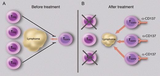 Costimulation can change the balance between regulatory and effector T-cell responses to lymphoma. A schematic is shown to illustrate this balance; it does not attempt to incorporate important features such as the role of antigen-presenting cells. (A) At presentation, although some effector T cells infiltrate the tumor, they are not activated and the immune response is dominated by Treg cells and thus tolerance. (B) After administration of a costimulatory stimulus, here an agnostic monoclonal antibody directed against CD137, the conventional (effector) T cells become activated and exert cytotoxic effects on the lymphoma. Depletion of Treg cells accentuates the cytotoxicity. Professional illustration by Marie Dauenheimer.