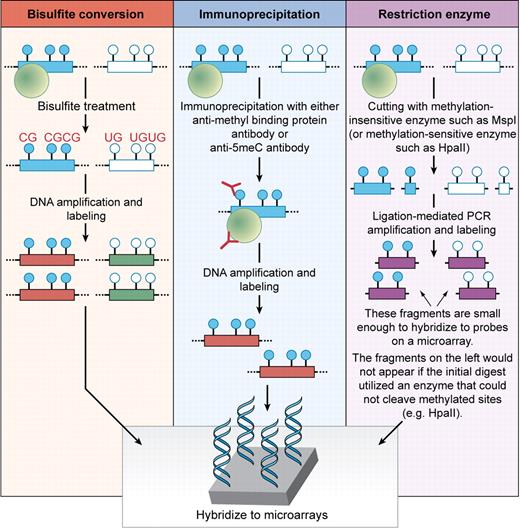 Schema of commonly used approaches to assess global DNA methylation changes. The closed blue circles represent hypermethylated CpG dinucleotides in the promoter region of a given gene and the open circles represent unmethylated CpG dinucleotides for the same gene. The green circles represent methyl-binding proteins that bind specifically to methylated DNA sequences. In bisulfite conversion approaches, the DNA is chemically modified, which allows for generation of distinct sequences based on the original DNA methylation status of cytosines. In immunoprecipitation approaches, the DNA is immunoprecipitated with an antibody (shown in red) specific to methyl-binding proteins or 5-methyl-cytosines to enrich for segments with DNA methylation. In restriction enzyme approaches such as HELP used by Figueroa et al,5 the DNA is digested with enzymes that are either insensitive (cut methylated sequences) or sensitive (do not cut methylated sequences) to DNA methylation. In each assay, the DNA is labeled and amplified prior to hybridization to microarrays. Professional illustration by Kenneth X. Probst.