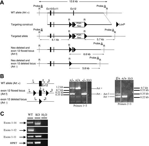 Figure 1. Artemis gene targeting. (A) Schematic representation of the targeted region of murine Artemis locus (WT, Art+), targeting construct, targeted allele, neoR deleted, and exon 12 floxed (Artfl) allele, and neoR deleted and exon 12 deleted (Art−) allele. The PGK-neoR cassette is inserted in the opposite transcriptional orientation. Restriction sites: E, EcoRI. Filled boxes represent exons; filled triangles, LoxP sites. (B) Screening of Art+/− and Artfl/+ mouse line progenies by PCR on tail DNA, using primers 1 (K5.4), 2 (K5.1), 3 (K5.3), and 5 (K5.5); see “Generation of ES cells, Art-KO, and conditional Art-KO mice.” Filled box represents exon 12; filled triangles, LoxP sites. Primers 1 and 3 reveal a 1-kb WT (Art+) and 0.4-kb (Art−) deleted alleles, respectively. Primers 2 and 3 reveal a 0.25-kb WT and 0.34-kb flox (Artfl) alleles, respectively. Vertical lines have been inserted to indicate repositioned gel lanes. (C) RT-PCR analysis of Artemis transcripts in Art−/− mice. RT-PCR was performed on total RNA from spleen of Art−/− (KO) and littermate control Art+/+ (WT) mice. Specific primers were used to detect Artemis transcripts containing exons 1 to 14, 1 to 12, and 1 to 11. HPRT-specific PCR was used as loading control.