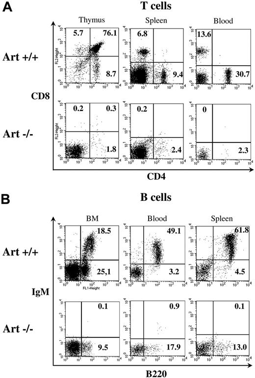 Figure 2. B- and T-cell development in Artemis-deficient mice. The phenotype of B and T cells was analyzed by flow cytometry in lymphoid organs. Staining antibodies are indicated. Plots were gated on viable (propidium iodide–negative) lymphoid cells. Percentages of cells in the quadrants are given. (A) Analysis of T-cell subsets in thymus, spleen, and blood illustrates an absence of mature CD4+ and CD8+ cells in Artemis-deficient mice. (B) Analysis of B-cell subsets in bone marrow (BM), blood, and spleen shows a blockade of B-cell development at pro-B–pre-B (B220+/IgM−) stage in BM (left), leading to an absence of immature and recirculating mature (both B220+/IgM+) B cells in BM, and of B220+/IgM+ mature B cells in spleen and blood.