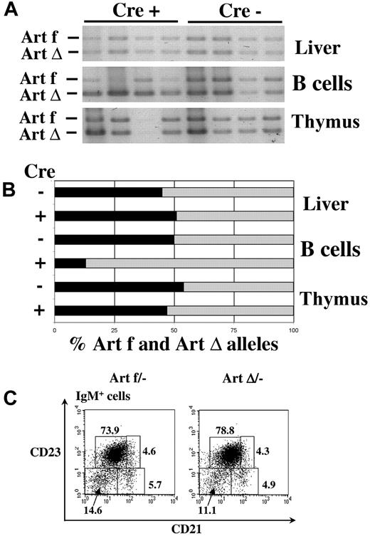 Figure 3. Conditional Artemis deletion in mature B cells. (A) PCR analysis of Artemis deletion. Artfl and ArtΔ alleles were amplified from genomic DNA from liver, purified splenic mature B cells, and thymocytes from Artfl/− expressing Cre (+) or not (−) using a combination of primers 1, 3, and 5 (depicted in Figure 1B). (B) Quantification of the Artemis deletion in mature B cells. PCR products from panel A were quantified using ImageJ to calculate the ratio between the Artfl and the ArtΔ alleles. B cells expressing the Cre recombinase show a 74% deletion of the Artfl allele. In all the other situations, the ratio between the 2 alleles is approximately 1:1. (C) Analysis of splenic B-cell subpopulations on Artemis deletion. The phenotype of B-cell subpopulations was analyzed by flow cytometry in spleen. Staining antibodies are indicated. Plots were gated on viable (propidium iodide–negative) IgM+ lymphoid cells. Percentages of cells in the quadrants are given. T1 indicates transitional type 1 B cells (IgM+/CD21−/CD23−); T2, transitional type 2 B cells (IgM+/CD21+/CD23+); MZ, marginal zone B cells (IgM+/CD21+/CD23−); and M, mature follicular B cells (IgM+/CD21low/CD23+).