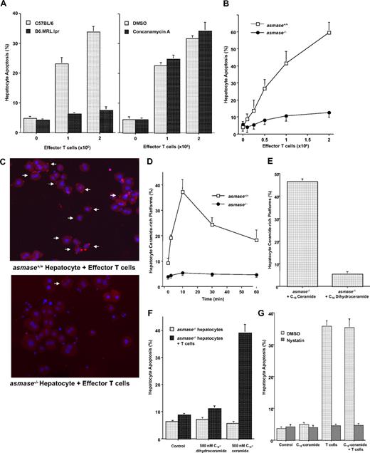 Figure 4. In vivo activated allogeneic CTLs require target hepatocyte ASMase for efficient killing ex vivo. Hepatocytes, isolated as described in “Hepatocyte isolation,” were coincubated with splenic T cells harvested from lethally irradiated wild-type C57BL/6 recipients 10 to 14 days after transplantation of LP BM+ T cells. (A) A total of 2 × 106 GVH-activated splenic CTLs were coincubated with 0.5 × 106 wild-type C57BL/6 or B6.MRL.lpr (FasR−/−) hepatocytes (left panel) in complete medium for 16 hours. Alternatively, dimethyl sulfoxide– or concanamycin A–pretreated (100 ng/mL, 30 minutes) GVH-activated splenic CTLs were coincubated with 0.5 × 106 wild-type C57BL/6 hepatocytes for 16 hours (right panel). Apoptosis was quantified after fixation by nuclear bisbenzimide staining. (B) asmase−/− hepatocytes are resistant to apoptosis induced by GVH-activated splenic CTLs. CTL coincubation was performed as in panel A, and apoptosis was quantified 16 hours thereafter. (C) Representative images of asmase+/+ (top left panel) and asmase−/− (bottom left panel) C57BL/6 hepatocytes after 10 minutes of coincubation in suspension with 2 × 106 GVH-activated splenic T cells. Hepatocytes were fixed and stained with 4,6-diamidino-2-phenylindole (DAPI) and Cy-3-labeled anticeramide mAb as described in “Hepatocyte apoptosis and platform detection assays.” Arrows indicate ceramide-rich platform generation on the outer leaflet of the plasma membrane. Note that, after incubation, cells were centrifuged at 50g for 4 minutes at 4°C before staining and imaging. Hence, CTLs (small blue nuclei) distributed with hepatocytes (large blue nuclei) do not reflect biologic association. Images were acquired using Zeiss Plan-NEOFLUAR 40×/1.3 NA oil DIC lens and Zeiss AxioCam MRm camera, and were processed with Zeiss AxioVision software and Adobe Photoshop Version 7.0 software. (D) Quantification of ceramide-rich platforms in asmase+/+ and asmase−/− hepatocytes after incubation with 2 × 106 GVH-activated splenic CTLs. A total of 0.5 × 106 hepatocytes were coincubated for the indicated times, fixed, and stained as in panel C. Exogenous C16-ceramide bypasses the requirement for target cell ASMase, restoring platform generation (E) and conferring apoptosis (F) onto GVH-activated CTL-stimulated asmase−/− hepatocytes. Platform generation and apoptosis were quantified as in panels D and A, respectively. (G) Disruption of membrane GEMs with nystatin inhibits CTL-induced hepatocyte apoptosis. A total of 0.5 × 106 wild-type hepatocytes, preincubated with 50 μg/mL nystatin for 30 minutes and resuspended in RPMI containing 1% lipid-free FBS, were coincubated with 2 × 106 GVH-activated splenic T cells, and apoptosis was quantified as in panel A. Data (mean ± SEM) represent triplicate determinations from 3 independent experiments each for panels A, B, D, E, F, and G.