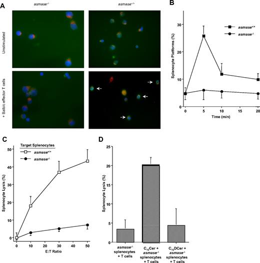 Figure 5. In vitro–activated CTLs require target splenocyte ASMase for efficient killing. (A) Representative images and (B) quantification of ceramide-rich platforms (indicated by arrows in panel A) formed on the surface of Mitotracker Red–labeled, conA-activated (5 μg/mL for 24 hours) target C57BL/6asmase+/+ and C57BL/6asmase−/− splenocytes, on coincubation for 20 minutes with effector Balb/c splenic T cells that had been activated in vitro with 2 × 106 irradiated (20 Gy) C57BL/6 splenocytes/mL media for 5 days at a target/effector ratio of 2:1. Target splenocytes were fixed with 4% formalin-buffered phosphate, and stained with DAPI and FITC-labeled anticeramide mAb. Images were acquired as in Figure 4C. Platforms were identified as previously described.28 (C) Lysis of 51Cr-labeled target C57BL/6asmase+/+ and C57BL/6asmase−/− splenocytes after coincubation with effector Balb/c splenic T cells for 6 hours measured by the chromium-release assay. (D) Cytolytic response of 51Cr-labeled target C57BL/6asmase−/− splenocytes to activated effector Balb/c splenic T cells as in panel B, in the presence of 500 nM C16-ceramide or C16-dihydroceramide (DCer). Data (mean ± SEM) represent triplicate samples from 3 independent experiments for panels B through D.