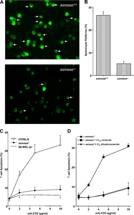 Figure 6. Activation-induced cell death of splenocytes requires ASMase for efficient killing. (A) Representative images and (B) quantification of ceramide-rich platforms (arrows) formed on the surface of C57BL/6asmase+/+ and C57BL/6asmase−/− C57BL/6 splenic T cells 4 hours after induction of AICD with 10 ng/mL anti-CD3 as described in “Activation-induced cell death.” Cells were fixed with 4% formalin-buffered phosphate and stained with DAPI and FITC-labeled anticeramide mAb as in Figure 4C. Images were acquired as in Figure 4C. AICD induces a 2.0- ± 0.1-fold increase in the overall ceramide signal as determined by mean fluorescence intensity in asmase+/+ T cells (P < .005 compared with unstimulated controls), not evident in asmase−/− T cells, accounting for the difference in overall staining between panels. (C) Apoptotic response of C57BL/6asmase+/+ or C57BL/6asmase−/− splenic T cells after AICD apoptotic fratricide was induced as in panel A. Apoptosis was quantified 16 hours thereafter after nuclear bisbenzimide staining. (D) AICD was initiated in C57BL/6asmase−/− splenic T cells as in panel A, in the presence of 500 nM C16-ceramide or C16-dihydroceramide. Apoptosis was quantified 16 hours thereafter after nuclear bisbenzimide staining. Data (mean ± SEM) represent triplicate samples from 3 independent experiments for panels B through D.