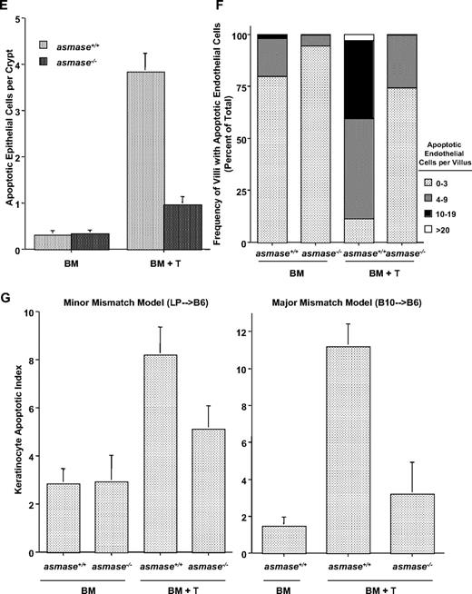 Figure 1. Host ASMase regulates graft-versus-host–associated morbidity, mortality, and target organ injury. Lethally irradiated (1100 cGy) C57BL/6asmase+/+ or C57BL/6asmase−/− mice received intravenous injection of LP TCD-BM cells (5 × 106) with or without splenic T cells (3 × 106). (A) Kaplan-Meier survival and (B) clinical GVHD score derived from weekly assessment of 5 clinical parameters (weight loss, hunched posture, decreased activity, fur ruffling, and skin lesions) are shown representing 6 to 8 BM control and 13 or 14 BM + T-cell recipients per group compiled from 2 experiments. Statistical analysis is as follows: (A) BM (asmase+/+ hosts) versus BM + T (asmase+/+ hosts), P < .001; BM + T (asmase+/+ hosts) versus BM + T (asmase−/− hosts), P < .001. (B) BM (asmase+/+ hosts) versus BM + T (asmase+/+ hosts)j P < .005; BM + T (asmase+/+ hosts) versus BM + T (asmase−/− hosts)j P < .005. (C) C57BL/6asmase+/+ or C57BL/6asmase−/− mice received transplants as described in Figure 1 and were killed 21 days thereafter for histopathologic analysis. Representative 5-μm hematoxylin and eosin–stained liver sections reveal increased lymphocyte infiltration (arrows) around the central and portal veins and destruction of hepatic architecture in asmase+/+ hosts receiving allogeneic T cells compared with asmase−/− littermates (left panels). Images were acquired using Zeiss Plan-NEOFLUAR 5×/0.3 numeric aperture (NA) dry lens (Carl Zeiss Inc) and QImaging camera model Retiga EX, and were processed with Improvision Volocity software (PerkinElmer) and Adobe Photoshop Version 7.0 software (Adobe Systems). Right panels reveal higher magnification images of typical endotheliitis observed around a portal vein in asmase+/+ (top panels) but not asmase−/− (bottom panels) hosts. Images were acquired as in left panels, using a Zeiss Plan-NEOFLUAR 40×/1.3 NA oil DIC lens. (D) Representative 5-μm TUNEL-stained sections of proximal jejunum crypts displaying epithelial apoptosis. Images were acquired as in panel C, using a Zeiss Plan-NEOFLUAR 40×/1.3 NA oil DIC lens. Small arrows indicate cells containing condensed or fragmented brown nuclei contrasting with the blue stain of nonapoptotic nuclei, quantified in panel E. Large arrows indicate areas of inflammatory cell infiltration. Crypt apoptosis (E) was scored in 200 crypts per point. Data (mean ± SEM) are collated from 2 experiments. Frequency histograms of apoptotic cells in the villus lamina propria (F) represent data from 150 villae per point, collated from 2 experiments. (G) C57BL/6 recipient hosts received marrow transplants as detailed earlier in the Figure 1 legend, and skin (tongue and ear) was harvested 21 days thereafter. Alternatively, skin was harvested 14 days after transplantation of 10 × 106 TCD-BM cells with or without 0.5 × 106 T cells from B10.BR (H2k) donors. Skin GVHD score was determined by the number of dyskeratotic apoptotic keratinocytes per millimeter of epidermis (mean ± SEM) as assessed in blinded fashion on hematoxylin and eosin–stained sections. Data represent 4 to 14 mice per group compiled from 3 independent experiments.
