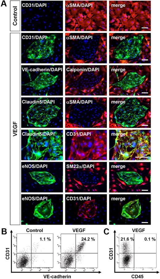 Figure 1. Vascular endothelial growth factor induces endothelial cells from vascular progenitors. (A-C) Cells after three-dimensional culture of Flk1+ cells (Flk-d3). (A-B) Exclusive induction of endothelial cells (ECs) and mural cells (MCs) from Flk1+ cells. (A) Expression of EC and MC markers. (Top panels) Double immunostaining of CD31 (green) and αSMA (red) cultured with differentiation medium (DM) alone (control). Note that no CD31+ cells appeared. (Other panels) Vascular endothelial growth factor (VEGF) treatment (50 ng/mL). EC sheets appeared. Double staining with pan-EC markers (CD31, VE-cadherin, Claudin5, or eNOS; green) and MC markers (αSMA, SM22α, or Calponin; red). (Bottom panels) Double staining with eNOS (green) and CD31 (red). ECs and MCs were exclusively induced. Nuclei are stained with DAPI (blue). Scale bar represents 50 μm. (B) Flow cytometry. x-axis: VE-cadherin; y-axis: CD31. Percentages of CD31+/VE-cadherin+ ECs in total Flk1+ cell–derived cells are indicated. (C) Flow cytometry. x-axis: CD45; y-axis: CD31. Percentages of CD31+/CD45− ECs and CD31+/CD45+ blood cells in total Flk1+ cell–derived cells are indicated. Note that almost no CD45+ cells were induced in this culture.