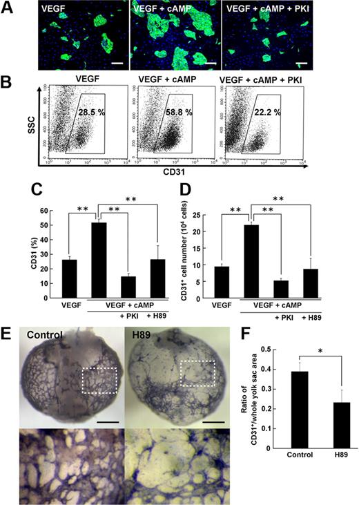 Figure 2. Cyclic adenosine monophosphate/protein kinase A pathway plays a critical role in vascular development. (A-D) Enhancement of EC induction by cyclic adenosine monophosphate (cAMP) through protein kinase A (PKA) at Flk-d3. (A) Fluorescent staining for CD31 (green). (Left panel) VEGF treatment alone (50 ng/mL). (Middle panel) VEGF with 8bromo-cAMP (0.5 mM). (Right panel) VEGF with 8bromo-cAMP and PKA inhibitor, PKI (10 μM). Nuclei are stained with DAPI (blue). Scale bars represent 250 μm. (B) Flow cytometry. x-axis: CD31; y-axis: side scatter (SSC). Percentages of CD31+ ECs in total Flk1+ cell–derived cells are indicated. (C-D) Quantitative evaluation of the effect of PKA inhibitors on CD31+ EC induction from Flk1+ cells by FACS. (C) Percentages of CD31+ cell population in total Flk1+ cell–derived cells. VEGF (50 ng/mL; n = 16); VEGF and 8bromo-cAMP (0.5 mM; n = 16); VEGF, cAMP, and PKI (10 μM; n = 7); and VEGF, cAMP, and H89 (10 μM; n = 6) treatment are shown (**P < .01 vs VEGF and 8bromo-cAMP). (D) CD31+ cell number that appeared from 1.5 × 105 Flk1+ cells. VEGF (50 ng/mL; n = 4); VEGF and 8bromo-cAMP (0.5 mM; n = 4); VEGF, cAMP, and PKI (10 μM; n = 4); and VEGF, cAMP, and H89 (10 μM; n = 4) treatment are shown (**P < .01 vs VEGF and 8bromo-cAMP). (E-F) Role of PKA in vascular formation in the embryo. (E) Representative results of ex vivo culture of mouse embryo. Isolated E6.75 concepti were cultured in the absence (control, left panels) or presence (right panels) of H89 (30 μM) for 3 days. Vasculature in yolk sacs of concepti was immunostained for CD31 (purple). Bottom panels correspond to boxed regions in control and H89, respectively. Apparent reduction of CD31+ vascular formation was induced by H89 treatment. Scale bar represents 1 mm. (F) Quantitative evaluation of CD31+ vasculature formation in yolk sacs of concepti. The ratio of CD31+/whole yolk sac area was evaluated (n = 3; *P < .05 vs control).