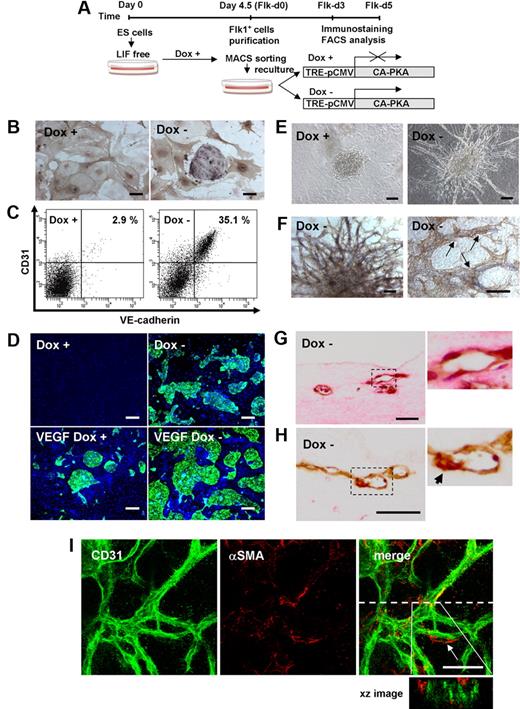 Figure 3. CA-PKA enhances EC differentiation from Flk1+ vascular progenitors. (A) Experimental system for PKA activation. An embryonic stem (ES) cell line expressing constitutive active (CA) form of PKA by tetracycline-inducible expression system (Tet-Off) was established. Doxycycline (Dox) was added during the first 4.5-day culture of ES cell differentiation to Flk1+ cells. Flk1+ cells were sorted by magnetic cell sorting (MACS) and subjected to two-dimensional culture on collagen-coated dishes or three-dimensional culture in collagen gel, and were cultured in the presence or absence of Dox (1 μg/mL). (B-D) Two-dimensional culture with DM, at Flk-d3. (B) Double immunostaining for CD31 (purple) and αSMA (brown). (Left panel) Dox (1 μg/mL) treatment. (Right panel) Dox-free. Culture with DM alone. Scale bar represents 100 μm. (C) Flow cytometry for EC markers, CD31 and VE-cadherin. Percentages of CD31+/VE-cadherin+ ECs in total Flk1+ cell–derived cells are indicated. (D) Fluorescent staining for CD31 (green) and DAPI (blue). (Left panels) Dox (1 μg/mL) treatment. (Right panels) Dox-free. Flk1+ cells stimulated with vehicle (top panels) or VEGF (50 ng/mL; bottom panels). Scale bars represent 250 μm. (E-I) Three-dimensional culture of Flk1+ cell aggregates in type I collagen gel with DM alone. (E) Phase-contrast images after 5-day culture. (Left panel) Dox (1 μg/mL) treatment. (Right panel) Dox-free. Scale bars represent 100 μm. (F) In-gel double immunostaining for CD31 (purple) and αSMA (brown) in Dox-free condition. (Left panel) Gross appearance of vascular structure. (Right panel) Higher magnification view. αSMA+ cells attached to CD31+ EC tube structure are observed (arrows). Scale bars represent 100 μm. (G-H) Cross-section of three-dimensional culture in Dox-free condition. (G) Hematoxylin-eosin staining. (H) Double immunostaining for CD31 (brown) and αSMA (red). Right panels correspond to boxed regions. Scale bars represent 250 μm. αSMA+ cell attached to CD31+ EC tube structure is observed (arrow). (I) Confocal microscopic analysis of vascular structure. Double fluorescent staining for CD31 and αSMA in Dox-free condition. (Left panel) CD31 (green). (Middle panel) αSMA (red). (Right panel) Merged image. αSMA+ cell attached to CD31+ EC tube structure is observed (arrow). CD31+ cells formed true lumen (green) with attached mural cells (red) shown in xz image. Dashed line indicates sliced position. Scale bars represent 100 μm.