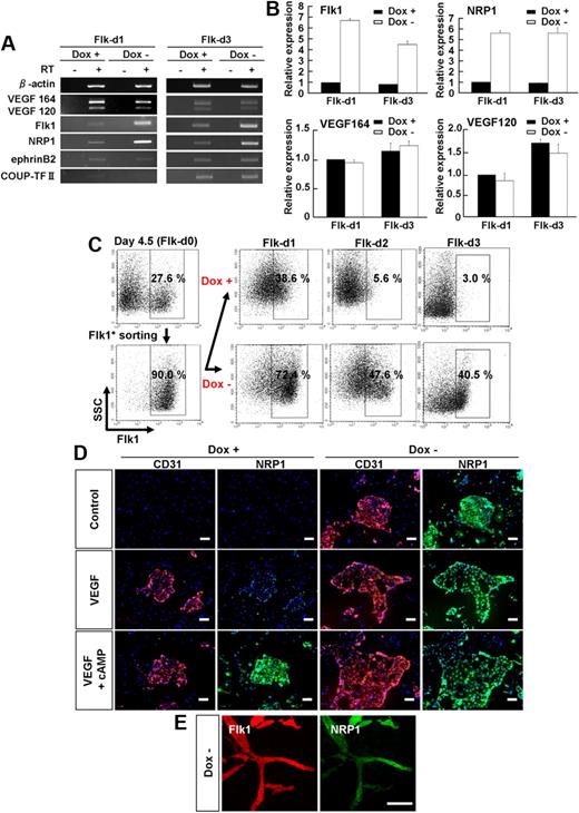 Figure 4. Dual up-regulation of Flk1 and NRP1 by PKA activation. (A-D) Two-dimensional culture of Flk1+ cells. (A) RT-PCR showing mRNA expression of VEGF164, VEGF120, Flk1, NRP1, ephrinB2 (arterial marker), and COUP-TF II (venous marker) after 1 (Flk-d1) and 3 (Flk-d3) days of culture of Flk1+ cells with DM alone in the presence or absence of Dox (1 μg/mL). (B) Quantitative RT-PCR showing mRNA expression of Flk1, NRP1, VEGF164, and VEGF120 at Flk-d1 and Flk-d3 in the presence or absence of Dox. mRNA expression at Flk-d1 with Dox was set as 1.0. (C) Time course of Flk1+ cell appearance evaluated by FACS. Flk1+ cell appearance was examined on differentiation day 4.5 before and after sorting, and at Flk-d1, Flk-d2, and Flk-d3 cultured with DM alone in the presence or absence of Dox (1 μg/mL). (Top panels) Dox treatment. (Bottom panels) Dox-free. Percentages of Flk1+ cells are indicated. (D) Double fluorescent staining for CD31 and NRP1 at Flk-d3. (Left 6 panels) Dox treatment. (Right 6 panels) Dox-free. Flk1+ cells stimulated with vehicle (top panels), VEGF (50 ng/mL; middle panels), or VEGF and 8bromo-cAMP (0.5 mM; bottom panels). Scale bars represent 100 μm. (E) Vascular formation from Flk1+ cell aggregates in three-dimensional culture in Dox-free condition at Flk-d5. In-gel double fluorescent staining for Flk1 and NRP1. (Left panel) Flk1 (red). (Right panel) NRP1 (green). Scale bars represent 100 μm.