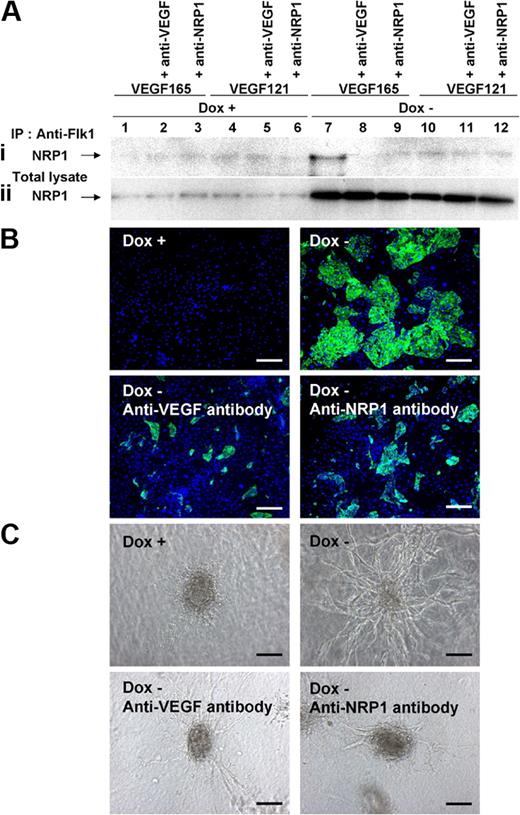 Figure 6. PKA enhanced to form Flk1-VEGF-NRP1 complexes. (A) Immunoprecipitation assay. Formation of Flk1-VEGF-NRP1 complex was examined at Flk-d1 cultured with serum-free medium, SFO3. Immunoblot with anti-NRP1 antibody for cell lysates immunoprecipitated with anti-Flk1 antibody (Ai) and total cell lysates (Aii). (Ai) Note that a distinct band was observed only when VEGF165 was added to PKA-activated (Dox−) condition (lane 7), which was inhibited by addition of anti-VEGF or anti-NRP1 antibodies. (Aii) Total NRP1 expression was markedly increased in PKA-activated condition. (B) Two-dimensional culture of Flk1+ cells with DM, at Flk-d3. Fluorescent staining for CD31 (green). Nuclei are stained with DAPI (blue). (Top left panel) Dox treatment. (Other panels) Dox-free. (Bottom left panel) Dox-free with neutralizing antibody for VEGF. (Bottom right panel) Dox-free with neutralizing antibody for NRP1. Scale bars represent 250 μm. (C) Vascular formation from Flk1+ cell aggregates in three-dimensional culture. (Top left panel) Dox treatment. (Other panels) Dox-free. (Bottom left panel) Dox-free with neutralizing antibody for VEGF. (Bottom right panel) Dox-free with neutralizing antibody for NRP1. Scale bars represent 100 μm.