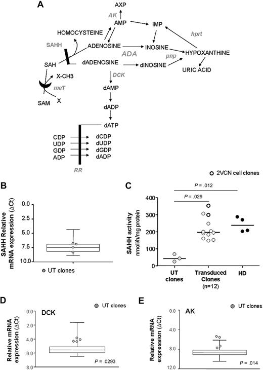 Figure 6. Expression analysis of purine metabolic enzymes. (A) Illustration of purine pathway. HPRT indicates hypoxanthine phosphorybosil transferase; PNP, purine nucleoside phosphorylase; MeT, methyl transferase; AK, adenosine kinase; DCK, deoxycytidine kinase; RR, ribonucleotide reductase. (B) Relative mRNA expression of SAHH, as measured with quantitative RT-PCR, in UT clones from patient 2 (n = 4; gray dots) and controls (transduced and healthy clones, n = 46; box-and-whiskers). (C) SAHH enzymatic activity. Relative mRNA expression of DCK (D) and AK (E) in UT clones and controls. P values refer to gene expression of UT clones versus controls.