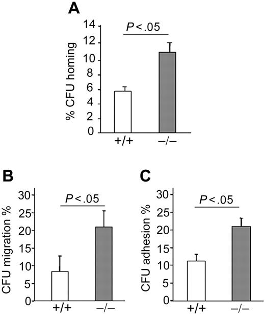 Figure 4. Homing of p190-B−/− HPCs. (A) Homing of HPCs to BM. WT and p190-B−/− BM cells (5 × 106) were injected into lethally irradiated mice. Homing of HPCs, analyzed by CFU assay, was assessed 16 hours after transplantation. Data show the percentage of progenitors (CFU) in the BM divided by CFU activity of input cells (mean ± SEM; n = 3 independent experiments, n = 5 recipients/group). (B) Migration of HPCs. WT and p190-B−/− LSK FL cells were allowed to migrate toward SDF-1α. Data represent the percentage of migrated progenitors (CFU) divided by CFU activity of input LSK FL cells (mean ± SEM; n = 3 independent experiments). (C) Adhesion of HPCs to fibronectin fragment CH 296 (FN). WT and p190-B−/− LSK FL cells were allowed to adhere for 1 hour at 37°C to FN. Adherent cells were collected for CFU assays. Data represent the percentage of adherent progenitors (CFU) divided by CFU activity of input cells (mean ± SEM; n = 3 independent experiments).