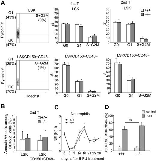 Figure 5. p190-B−/− HSC/P exhibit normal cell-cycle rate and survival during serial transplantation. (A) Cell-cycle status of WT and p190-B−/− LSKCD150+CD48− cells. BM LSKCD150+CD48− cells of primary and secondary recipients were stained with Hoechst 33342 dye and Pyronin Y. Histograms represent the percentage of CD45.2+ LSKCD150+CD48− cells and LSK cells in G0, G1, and S/G2M phases of the cell cycle (mean ± SD; n = 5). (B) Apoptosis analysis of LSKCD150+CD48− cells. BM cells from secondary transplantation recipients were stained with annexin V and analyzed by flow cytometry. Data represent the percentage of CD45.2+ LSKCD150+CD48− and LSK annexin V+ cells (mean ± SD; n = 5). (C) PB recovery after a single dose of 5-FU. Kinetics of neutrophil PB counts are shown (mean ± SEM; n = 3 independent experiments, n = 5 mice per group and experiment). (D) The proliferation of LSCD150+CD48− cells was measured by in vivo BrdU incorporation over 15 hours. Histogram is percentage of LSCD150+CD48−, which incorporated BrdU (mean ± SD; n = 3).
