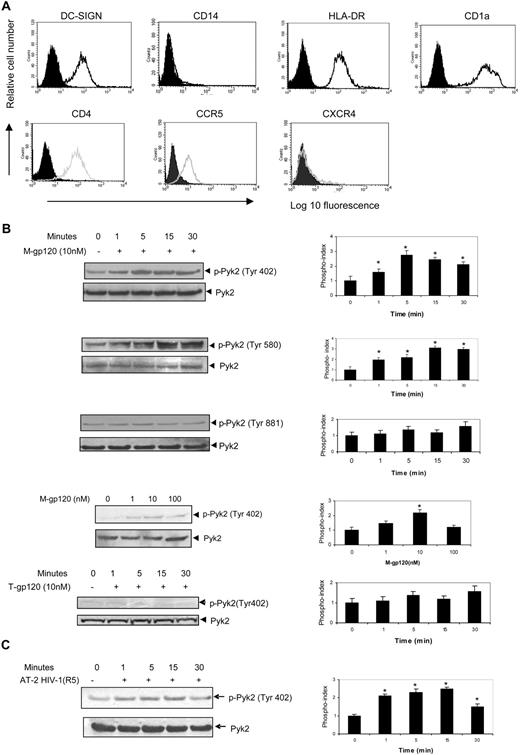 Figure 1. M-tropic HIV-1 envelope causes activation of Pyk2 in iDCs. (A) The surface expression of DC-SIGN, CD14, HLA-DR, CD1a, CD4, CCR5, and CXCR4 on immature dendritic cells was analyzed by flow cytometry. Monocyte-derived immature dendritic cells harvested on the sixth day of differentiation were stained with FITC-conjugated antibodies for CD14, CD1a, and CCR5; PE-conjugated antibodies for DC-SIGN and CXCR4; and APC-conjugated antibodies for HLA-DR and CD4. Cells were also stained with FITC-, PE-, or APC-conjugated isotype antibody controls. Filled peaks indicate antibody control and open peaks indicate receptor expression. (B) iDCs were stimulated with M-tropic gp120 (10 nM) for the indicated periods of time at 37°C. The lysates were analyzed by Western blot analysis using antibodies to phospho-Pyk2 (Tyr 402; first panel), phospho-Pyk2 (Tyr 580; second panel), and phospho-Pyk2 (Tyr 881; third panel). The same blot was then probed with total Pyk2 antibody. iDCs were also stimulated with various concentrations of M-tropic gp120 (0-100 nM) for 15 minutes at 37°C. The lysates were analyzed by Western blot analysis using antibodies specific to phospho-Pyk2 (Tyr 402; fourth panel). iDCs were stimulated with T-tropic gp120 (10 nM) for the indicated periods of time at 37°C and lysates analyzed by Western blot analysis using antibodies specific to phospho-Pyk2 (Tyr 402; fifth panel). The phosphorylation indices of the respective blots are shown at the right of the panels. For quantitative analysis of protein phosphorylation, the ratio of phosphorylation versus total protein in each lane was obtained by densitometry. The phosphorylation index was determined by calculating the value of this ratio in each lane and presenting the ratio as the fold increase over the control value (unstimulated sample; 0), which was designated as 1. *P < .05 versus the unstimulated control. Values on the right panel are mean ± SD of 3 independent experiments. Data on the left panel show one representative experiment of 3 independent experiments. (C) iDCs were stimulated with AT-2–inactivated HIV-1 (YU2; 3 μg/mL p24) for the indicated periods of time at 37°C. The lysates were analyzed by Western blot analysis using antibodies to phospho-Pyk2 (Tyr 402; left panel). The same blot was then probed with total Pyk2 antibody. The phosphorylation index of the blot is shown in the right panel. *P < .05 versus the unstimulated control. Values on the right panel are mean ± SD of 3 independent experiments. Data on left panel show 1 representative experiment of 3 independent experiments.