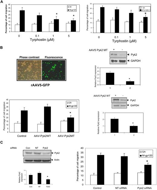 Figure 3. Inhibition of Pyk2 activation attenuates M-tropic gp120–induced iDC migration. (A) iDCs were pretreated with vehicle (dimethyl sulfoxide) or tyrphostin A9 (5 μM) for 1 hour at 37°C. The migration of these cells in response to M-tropic gp120 (10 nM) (left panel) or AT-2–inactivated virions (3 μg/mL p24) was determined after 3 hours of incubation. *P < .05 versus the vehicle control. (B) iDCs infected with rAAV5-expressing GFP protein were analyzed for GFP expression 48 hours after infection (top left panel) using a Zeiss Axiovert 40 CFL microscope (40×/0.50 NA). The fluorescence micrographs are shown on the right, whereas the corresponding phase-contrast image is shown on the left of the panel. iDCs were then transduced with recombinant AAV5-expressing Pyk2 mutant (Pyk2MT) or Pyk2 wild-type (Pyk2WT). Overexpression of the mutant and wild-type Pyk2 was demonstrated by Western blot analysis with anti-Pyk2 antibodies 48 hours after transduction. (Top and bottom right panels) Anti–glyceraldehyde phosphate dehydrogenase antibody was used as an internal control. The bar graph at the bottom of the panels shows the quantitative analysis of Pyk2 expression obtained by densitometry. *P < .05 versus the vector control. Data represent mean ± SD of 3 independent experiments. The transduced cells were tested for their ability to migrate in response to M-tropic gp120 (10 nM) using the chemotaxis assay (bottom left panel). *P < .05 versus the M-tropic gp120–treated vector control. Data represent mean ± SD of 3 independent experiments. (C) iDCs were transfected with Pyk2-specific siRNA and nontargeting siRNA (NT siRNA) using nucleofection (Amaxa Biosystems). The knockdown of Pyk2 expression was analyzed by Western blot analysis with anti-Pyk2 antibodies (left panel). Antiactin antibody served as a control. The bar graph at the bottom of the panel shows the quantitative analysis of Pyk2 expression obtained by densitometry. *P < .05 versus the nontargeting vector control. Data represent mean ± SD of 3 independent experiments. The siRNA-transfected iDCs were used in the transwell migration assay in response to gp120 (10 nM; right panel). *P < .05 versus the M-tropic gp120–treated nontargeting siRNA control. Data represent mean ± SD of 3 independent experiments.