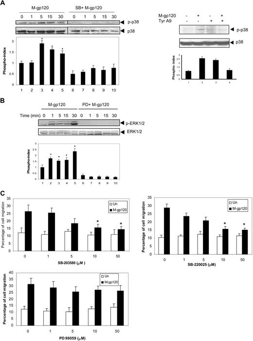 Figure 4. p38 MAP kinase mediates gp120-induced iDC chemotaxis downstream of Pyk2. (A) iDCs were pretreated with SB203589 (10 μM) for 1 hour at 37°C and stimulated with gp120 (10 nM) at 37°C for various periods of time. The cells were lysed and analyzed by Western blotting with anti–phospho-p38 antibodies (left panel). The same blots were reprobed with anti-p38 antibodies. iDCs were pretreated with vehicle or tyrphostin A9 (5 μM) for 1 hour at 37°C. The cells were then stimulated with HIV-1 gp120 for 15 minutes, lysed, and analyzed by Western blotting with anti–phospho-p38 antibody (right panel). The same blot was reprobed with anti-p38 antibody. The bar graph at the bottom of the panels represents the phosphorylation index as obtained by densitometry. *P < .05 versus the unstimulated control. Data represent mean ± SD of 3 independent experiments. (B) iDCs were pretreated with PD98059 (10 μM) for 1 hour at 37°C and stimulated with gp120 (10 nM) at 37°C for various periods of time. The cells were lysed and analyzed by Western blotting with anti–p-ERK1/2 antibodies. The same blots were reprobed with anti–ERK1/2 antibodies. Data show 1 representative experiment of 3 independent experiments. (C) iDCs were pretreated with vehicle or various concentrations of the p38 MAP kinase inhibitors, SB203580 (top left panel) and SB220025 (top right panel) as well as the ERK kinase inhibitor (PD98059; bottom panel) for 1 hour at 37°C. The migration of these cells in response to M-tropic gp120 (10 nM) was determined after 3 hours of incubation. *P < .05 versus the vehicle control.