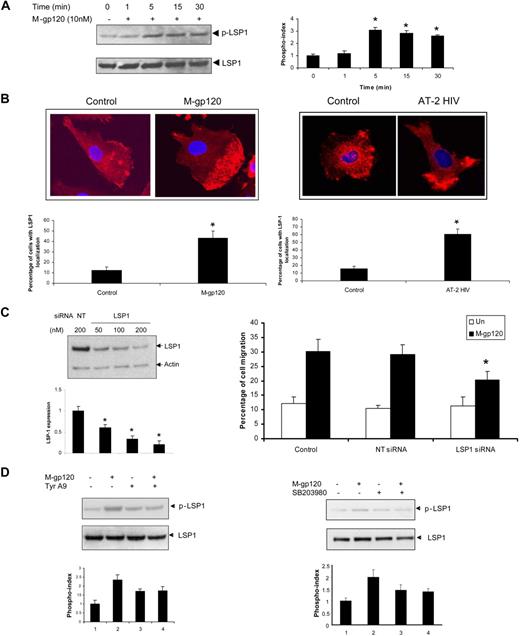 Figure 5. Activation of the LSP1 downstream of Pyk2 and p38 MAP kinase mediates gp120-induced iDC chemotaxis. (A) iDCs were untreated (0) or stimulated with M-tropic gp120 (10 nM) for the indicated time points. The cells were lysed and analyzed by Western blotting with p-LSP1 (left panel) antibody. The blots were stripped and reprobed with anti-LSP1 antibody. The bar graph (right panel) represents the phosphorylation index as obtained by densitometry. *P < .05 versus the unstimulated control. Data represent mean ± SD of 3 independent experiments. (B) iDCs cultured in chambered slides were treated with M-tropic gp120 (10 nM; left panel) or AT-2 HIV-1 (right panel) for 30 minutes. The cells were then fixed, permeabilized, and treated with rabbit anti-LSP1antibody. After washing, cells were probed with Alexa 568–tagged anti–rabbit IgG antibody and the slides were mounted using Prolong Gold antifade with DAPI (Invitrogen), and then examined under a Zeiss confocal microscope (63×/1.4 oil). The pictures were acquired using LSM 510 software. (C) iDCs were transfected with LSP1-specific siRNA and nontargeting siRNA (NT siRNA) using nucleofection (Amaxa Biosystems). The knockdown of LSP1 expression was analyzed by Western blot analysis with anti-LSP1 antibodies (left panel). Antiactin antibody served as a control. The bar graph at the bottom of the panel shows the quantitative analysis of LSP1 expression obtained by densitometry. *P < .05 versus the nontargeting vector control. Data represent mean ± SD of 3 independent experiments. The siRNA-transfected iDCs were used in the transwell migration assay in response to gp120 (10 nM; right panel). *P < .05 versus the M-tropic gp120–treated nontargeting siRNA control. (D) iDCs were pretreated with vehicle or tyrphostin A9 (5 μM) (left panel) or p38 MAP kinase inhibitor, SB203580 (30 μM; right panel), for 1 hour at 37°C. The cells were then stimulated with gp120 (10 nM) for 30 minutes. The cells were lysed and analyzed by Western blotting with anti–phospho-LSP1 antibody. The same blots were probed with anti-LSP1 antibody. The bar graph at the bottom of the panels represents the phosphorylation index as obtained by densitometry. *P < .05 versus the unstimulated control. Data represent mean ± SD of 3 independent experiments. Data show one representative experiment of 3 independent experiments.