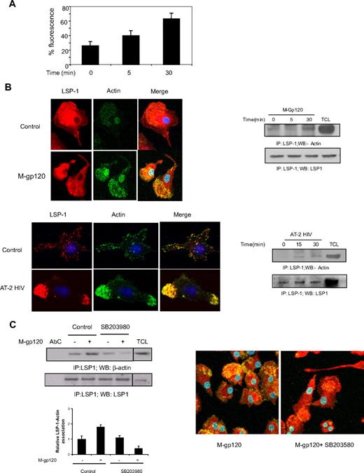 Figure 6. Gp120 induces LSP-1–actin association downstream of p38 MAP kinase. (A) iDCs were untreated (0) or treated with M-tropic gp120 and stained with Alexa Fluor 488–phalloidin (Invitrogen) and the cells were analyzed by flow cytometry. (B) iDCs were cultured in chambered slides, and either left untreated (C or 0) and were treated with M-tropic gp120 (top left panel) or AT-2–inactivated HIV-1 (bottom left panel) for 30 minutes. Then cells were fixed and treated with rabbit anti–LSP-1antibody. After washing, cells were probed with Alexa 568–tagged anti–rabbit IgG antibody and Alexa Fluor 488–phalloidin. The slides were mounted using Prolong Gold antifade with DAPI (Invitrogen), and then examined under a Zeiss confocal microscope (63×/1.4 oil). The pictures were acquired using LSM 510 software. iDCs were unstimulated or stimulated with M-tropic gp120 (10 nM; top right panel) or AT-2 HIV (3 μg/mL p24; bottom right panel) for various time periods. The cells were lysed, and the lysates were immunoprecipitated with anti–LSP-1 antibody and immunoblotted with anti–β-actin antibody (top panel). The blots were stripped and reprobed with anti–LSP 1 antibody (bottom panel) to check the protein concentration in each lane. (C) iDCs were unstimulated or stimulated with M-tropic gp120 (10 nM) for 30 minutes in presence or absence of p38 inhibitor, SB203580 (30μM). The cells were lysed, and the lysates were immunoprecipitated with anti–LSP-1 antibody and Western blotted with anti–β-actin antibody (left panel). The blots were stripped and reprobed with anti–LSP-1 antibody to check the protein concentration in each lane. A vertical line has been inserted to indicate a repositioned gel lane. The bar graph at the bottom of the panel shows the quantitative analysis of LSP-1–actin association of the blots as obtained by densitometry.*P < .05 versus the unstimulated control. Data represent mean ± SD of 3 independent experiments. iDCs were cultured in chambered slides, then treated with M-tropic gp120 for 30 minutes in presence or absence of p38 inhibitor, SB203580 (30 μM). The cells were fixed and treated with rabbit anti–LSP-1 antibody. After washing, cells were probed with Alexa 568–tagged anti–rabbit IgG antibody and Alexa Fluor 488–phalloidin (right panel). The slides were mounted using Prolong Gold antifade with DAPI (Invitrogen), and then examined under a Zeiss confocal microscope (63×/1.4 oil). The pictures were acquired using LSM 510 software.
