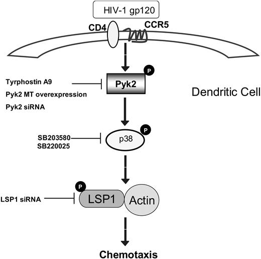 Figure 7. Proposed scheme of the signaling pathway leading to immature dendritic cell chemotaxis upon exposure to M-tropic gp120.