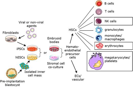 Figure 1. Derivation of hematopoietic cells from hESCs suitable for clinic therapies. Both hESCs derived from preimplantation blastocysts and iPSCs produced from somatic cells by gene transfer and/or chemical treatment can be used to investigate blood cell development. Two main methods have been used to produce hematopoietic cells from hESCs and iPSCs: embryoid body formation and stromal cell coculture. In vitro and in vivo studies have shown the development of essentially all mature hematopoietic cell populations from hESCs, with similar studies using human iPSCs being under way. The boxes around RBCs, platelets, and NK cells suggest these to be the most promising cell lineages to take into clinical trials, based on current status of the field.