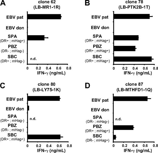 Figure 5. Recognition of other leukemic cells. Acute myeloid leukemia (AML) cells (CD33+/CD14−) from 3 patients with known HLA and mHag typing were isolated from PBMCs (PBZ, SBC) or bone marrow mononuclear cells (SPA) by flow cytometry. The isolated AML cells were tested for recognition by T-cell clone 62 (A), clone 78 (B), clone 80 (C), and clone 87 (D). EBV-LCLs of donor and patient served as negative and positive control, respectively. The SNP genotyping data (mHag+ or mHag−) and expression of the respective HLA-DR restriction molecule (DR+ or DR−) are indicated for each of the 4 mHags. All 4 T-cell clones recognized mHag+ AML cells expressing the appropriate HLA-DR restriction molecules. Mean release of IFN-γ (ng/mL) in 50-μL supernatants of duplicate wells is shown. nd indicates not determined.