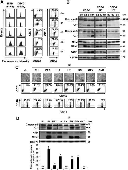 Figure 1. Specific kinase inhibitors prevent CSF-1–induced caspase activation. Enriched human monocytes were exposed for indicated times (days) to 100 ng/mL CSF-1. (A left) Flow cytometry analysis of FAM-IETD and FAM-DEVD cleavage activities. (A right) Indicated cell-surface marker expression (percentages indicate double-positive cells). One representative of 5 independent experiments is shown. (B) Monocytes were exposed for 0 to 4 days to 100 ng/mL CSF-1 alone or in association with U0126 (U0, 10 μmol/L), or LY294002 (LY, 10 μmol/L), added 30 minutes before CSF-1 treatment, and the expression of indicated proteins was analyzed by immunoblot. HSC70 indicates loading control. *Cleavage fragments. (C) Monocytes were exposed to 100 ng/mL CSF-1 alone or in association with PP2 (10 μmol/L), U0126 (U0, 10 μmol/L), LY294002 (LY, 10 μmol/L), SB202190 (SB, 5 μmol/L), GF109203X (GFX, 5 μmol/L), or Q-VD-OPH (QVD, 50 μmol/L) added to the culture medium 30 minutes before CSF-1, and differentiation was studied by morphologic examination and FACS analysis at day 2. (D) Monocytes were exposed for 4 days (d4) as in panel C, and the expression of indicated proteins was analyzed by immunoblot. HSC70 indicates loading control. Molecular weight (MW) is given in kilodaltons. *Cleavage fragments. A vertical line has been inserted to indicate a repositioned gel lane. One representative blot is shown, and the ratio of NPM* to the HSC70 protein level was measured by the analysis of 3 independent experiments with ImageJ software. #P < .01, ##P < .001, ###P < .001 (vs d4). Results obtained with wortmaninn were similar to those obtained with LY294002 (not shown). The vertical line indicates repositioned gel lanes caused by the removal of an irrelevant control.